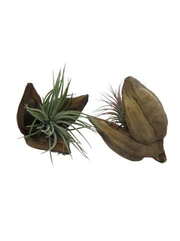 exotic living 2er Set Palmenfrucht mit lebender Tillandsie