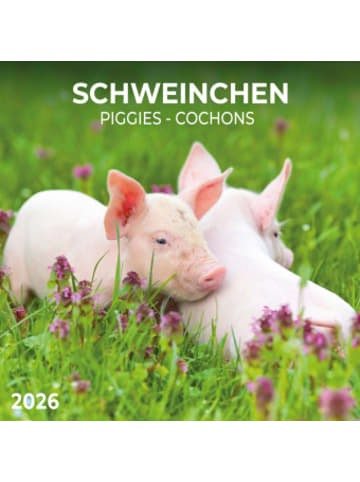 TUSHITA Kalender - Schweinchen/Piggies 2026