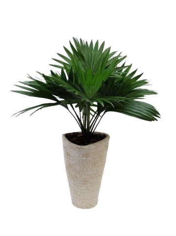 MeinVIPShop Livistona Palme mit Übertopf 45cm