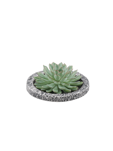 NatureNest Echeveria Pulidonis Sukkulente im Beton Look Topf
