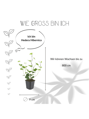 NatureNest 3 Atlantische Efeu-Pflanzen  Hedera Hibernica  