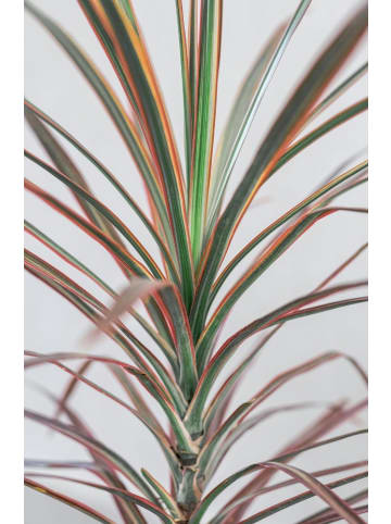 OH2 2er-Set: Dracaena Bicolor in Grün