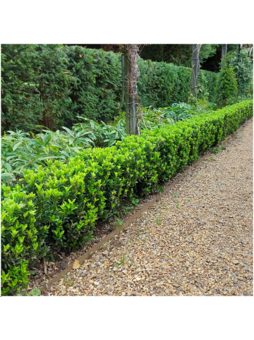 NatureNest Japanischer Spindelstrauch Set 6 Euonymus Green Spire