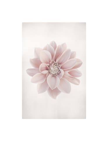 WALLART Leinwandbild - Dahlie Blume Pastell Weiß Rosa in Creme-Beige