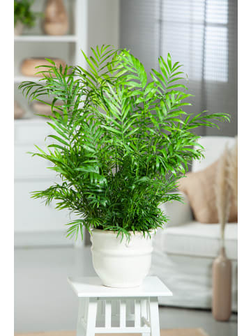 GARDENZO 2er-Set: Mexikanische Bergpalme