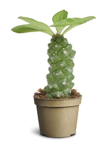 MeinVIPShop Wolfsmilch Euphorbia ritchiei