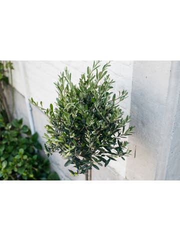 GARDENZO Olivenbäume winterhart auf Stamm mittel