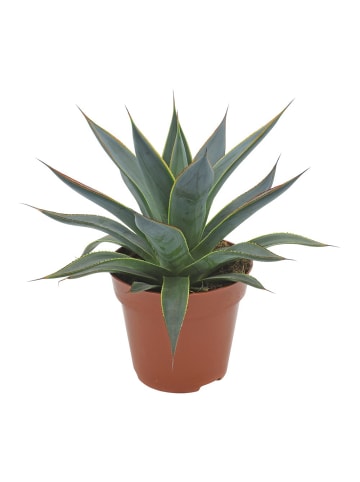 MeinVIPShop Mediterrane Agave