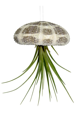 MeinVIPShop Seeigelgehäuse mit echter Tillandsia grün