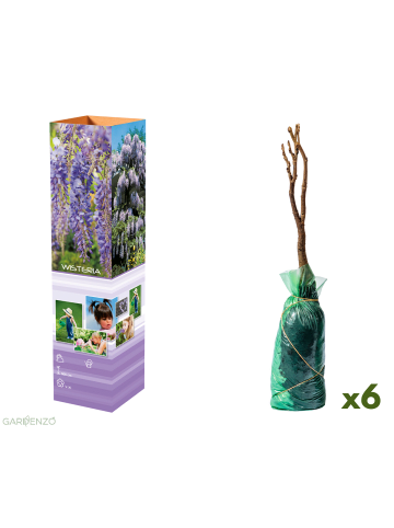 GARDENZO 6er-Set: Blaue Regenpflanzen in Lila