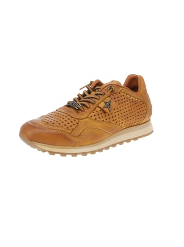 Cetti Sneaker low C-848 EXP INV25 in Braun