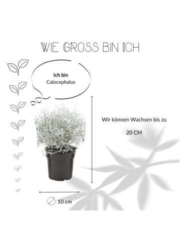 NatureNest Set mit 3 Silberstrauchpflanzen Calocephalus