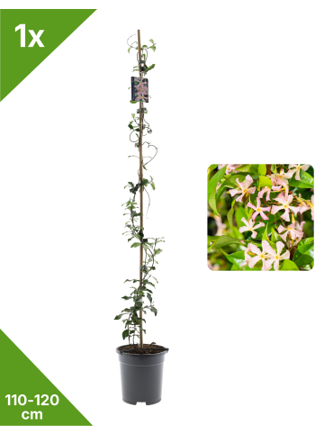 GARDENZO Sternjasmin rosa 110-120cm 2L Topf