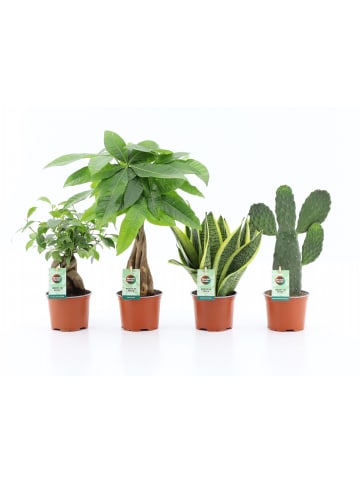 MeinVIPShop Zimmerpflanzen 4er Set Asia Mix