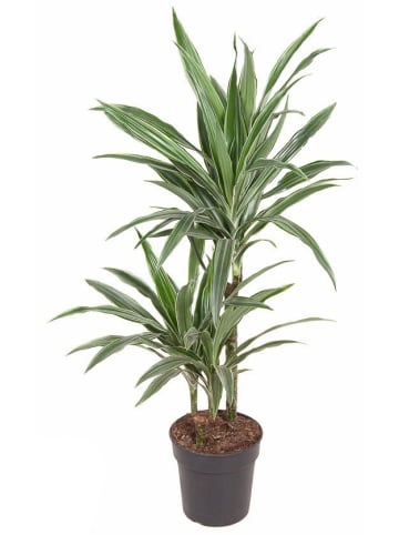 MeinVIPShop Drachenbaum XXL 100cm Zimmerpflanze