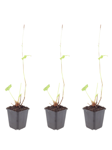 NatureNest 3er-Set: Phlox subulata Emerald Cushion Staude mehrjährig in Blau