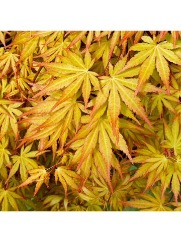 NatureNest Acer palmatum Cascade Gold Ahorn Hochstamm in Gelb Topf 19 cm Höhe 70 cm