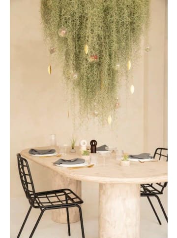 MeinVIPShop Tillandsia Luftpflanze 30cm Spanisches Moos XL