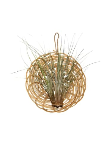 MeinVIPShop Korb mit Tillandsien Arrangement