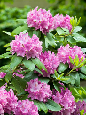 OH2 6er-Set: Rhododendron Roseum Elegans in Rosa