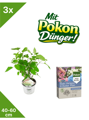 GARDENZO 3-er Set Hydrangea a. 'Strong Annabelle‘® 40-60cm 3L Topf mit Pokon