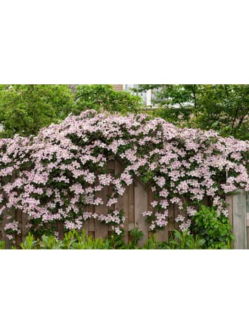 GARDENZO 3er-Set: Pflanzen Clematis montana Mayleen in Rosa