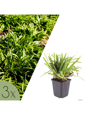 NatureNest 3 Luzula sylvatica Pflanzen in Grün Topf 9 cm Höhe 15 cm