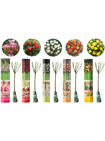 GARDENZO 5er-Set: Mini-Stamm Rosen in Bunt