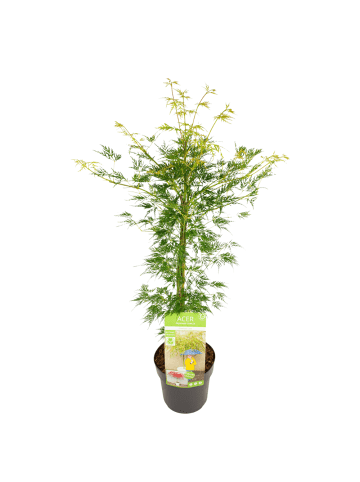 NatureNest Acer palmatum Emerald Lace Ahornpflanze in Grün