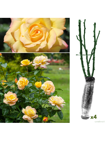 GARDENZO 4er-Set: Duftende großblumige Gartenrosen in Gelb