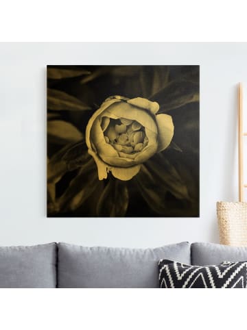 WALLART Leinwandbild Gold - Pfingstrosenblüte vor Blättern in Schwarz-Weiß