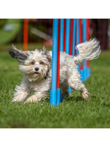 relaxdays Dog Agility Wippe in Bunt