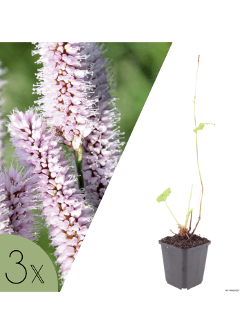NatureNest 3er: Set Persicaria bistorta Superba Pflanzen in Rosa