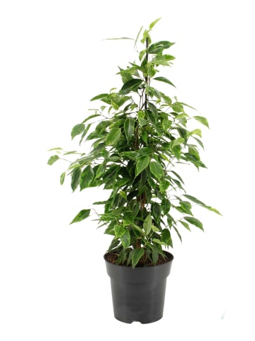 MeinVIPShop Ficus benjamina 70 cm XXL Zimmerpflanze 
