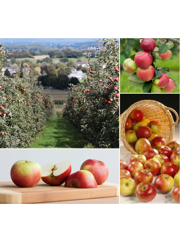 GARDENZO 3er-Set: XXL Jonagold Apfel Obstbäume in Bunt