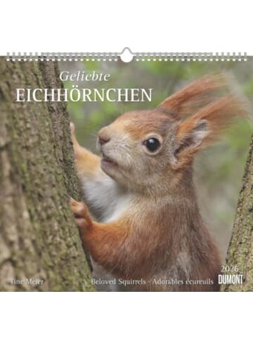 DuMont Kalenderverlag Kalender - DUMONT - Geliebte Eichhörnchen 2026 - Wandkalender 38×36