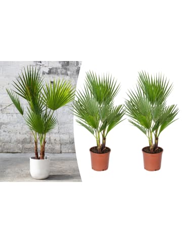 GARDENZO 2er-Set: Washingtonia robusta Groß 