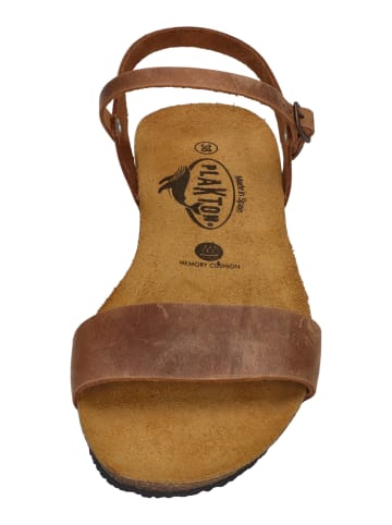 Plakton Sandalen FRAN AMBO 405725 in braun