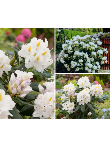 GARDENZO 6er-Set: Rhododendron 'Cunningham's White' in Weiß