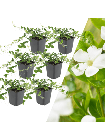 NatureNest 6 Weiße Immergrün pflanzen  Vinca minor 'Alba'  