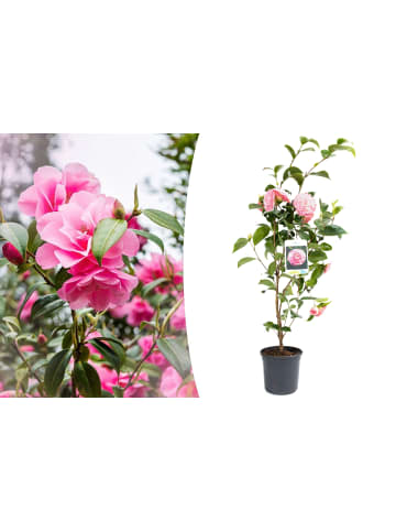 GARDENZO Kamelienstrauch "Japanische Rose" in Rosa