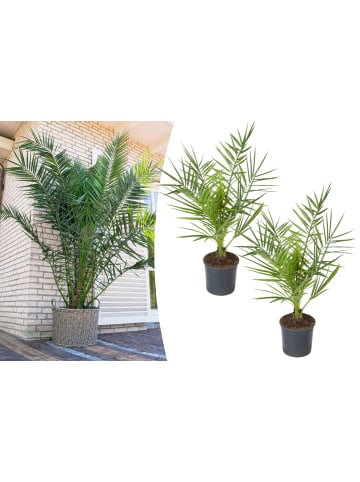 OH2 2er-Set: Phoenix canariensis Mittel in Grün