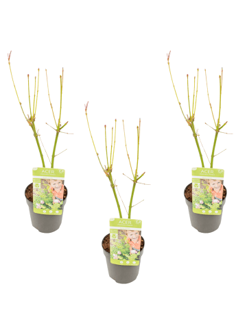 NatureNest 3er: Set Acer palmatum Going Green Ahornpflanze in Grün Topf 10,5 cm Höhe 20 cm