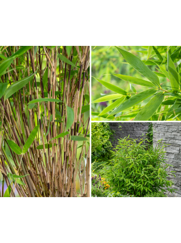 GARDENZO 2er-Set: Fargesia (Schrimbambus) Medium nicht wuchernd