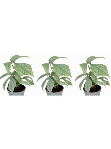 MeinVIPShop Monstera Amydrium Medium 3er Zimmerpflanze
