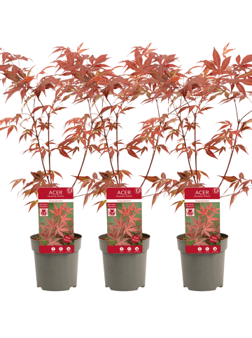NatureNest 3er: Set Acer palmatum Atropurpureum Ahornpflanze in Rot