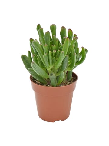 MeinVIPShop Sukulente Crassula Hobbit 2er Set