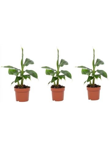 MeinVIPShop 3 x Zierbanane Musa Tropicana 