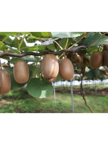 GARDENZO 6er-Set: Kiwi Jenny 