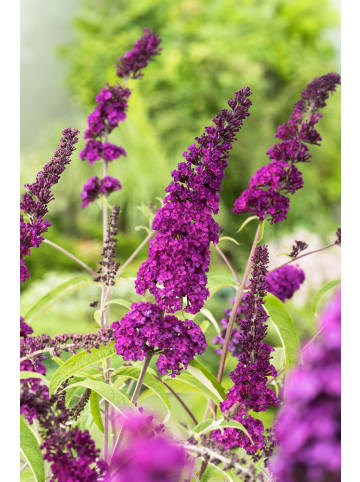 GARDENZO 3er-Set: Schmetterlingspflanzen Davidii in Purpurrot